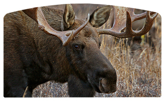 DACRO-314 Gone Hunting (Moose)